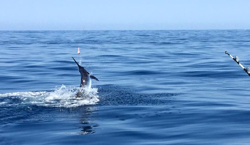 Marlin Fishing - Head Hunter Charters