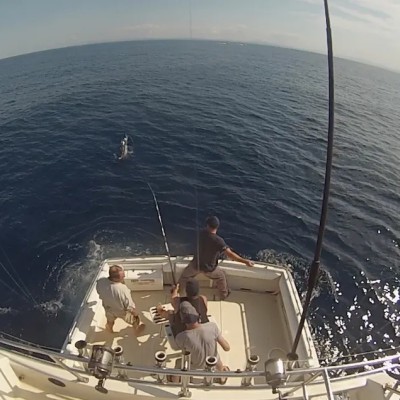 striped-marlin-jump-5