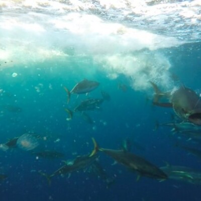 Popper-Eater-1024x575