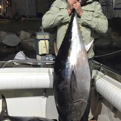 southern-bluefin-tuna-2