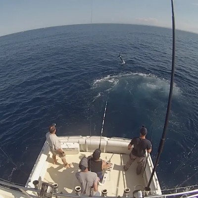 striped-marlin-jump-6