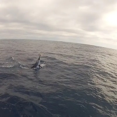 striped-marlin-jump-12