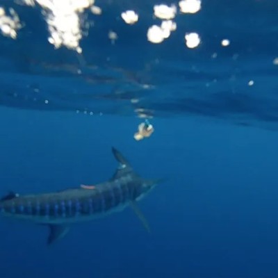 underwater-striped-marlin-2
