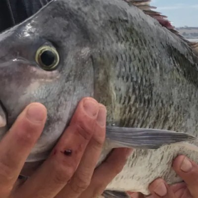 Morwong2-e1493777960577