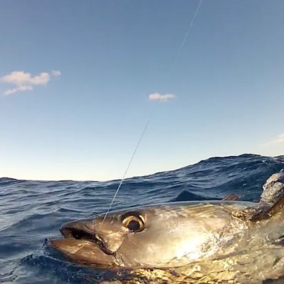 southern-bluefin-tuna-closeup