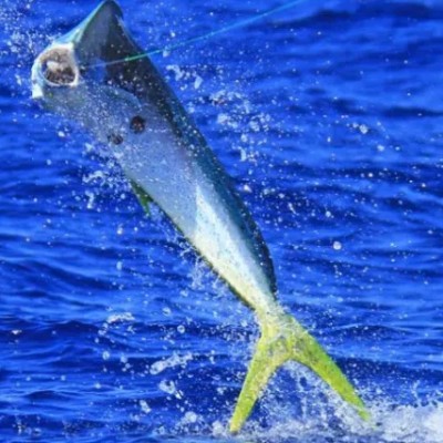 merimbula-dolphin-fish