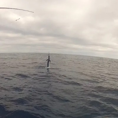 striped-marlin-jump-10