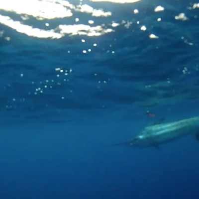 underwater-striped-marlin-3