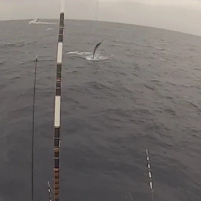 striped-marlin-jump-7