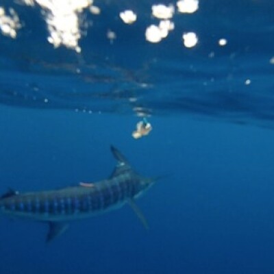 underwater-striped-marlin-2