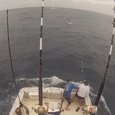 striped-marlin-jump-4