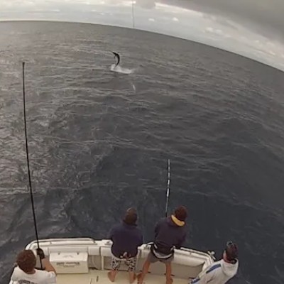 black-marlin-jump-3