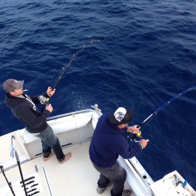 Double-Hookup-Bluefin