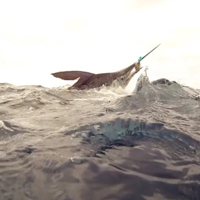 striped-marlin-close