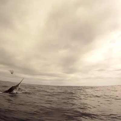 striped-marlin-jump-8