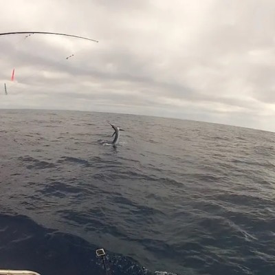 striped-marlin-jump-9