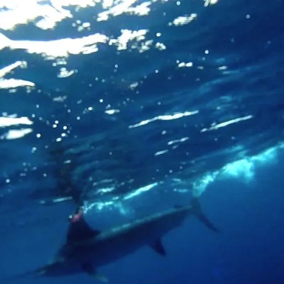 underwater-striped-marlin