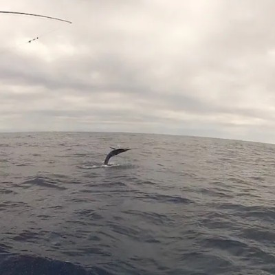 striped-marlin-jump-11