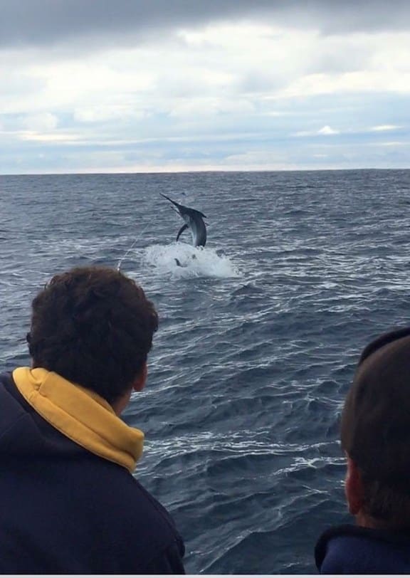 Black Marlin Jump 2