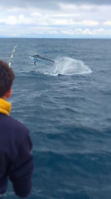 Black Marlin Jump