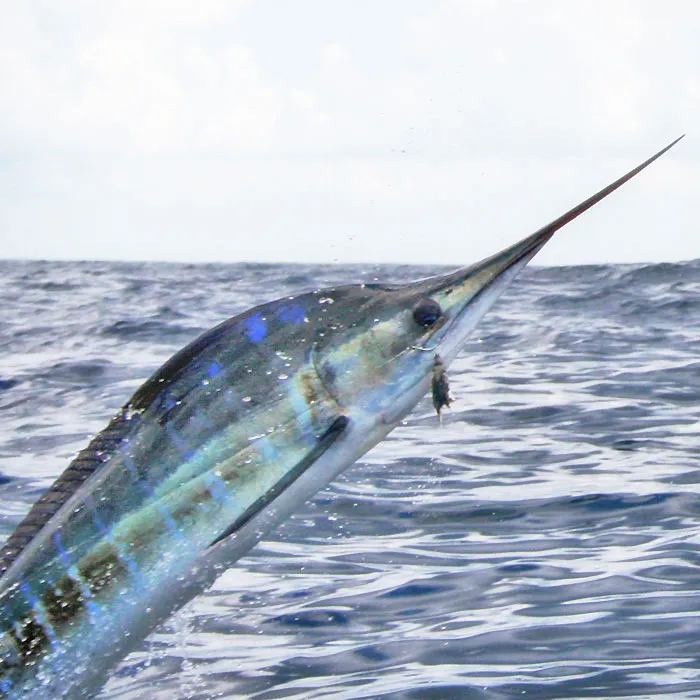 Marlin Fishing Charters