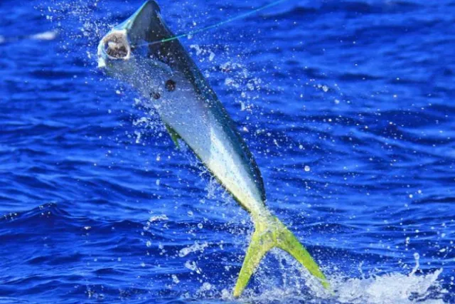 merimbula-dolphin-fish