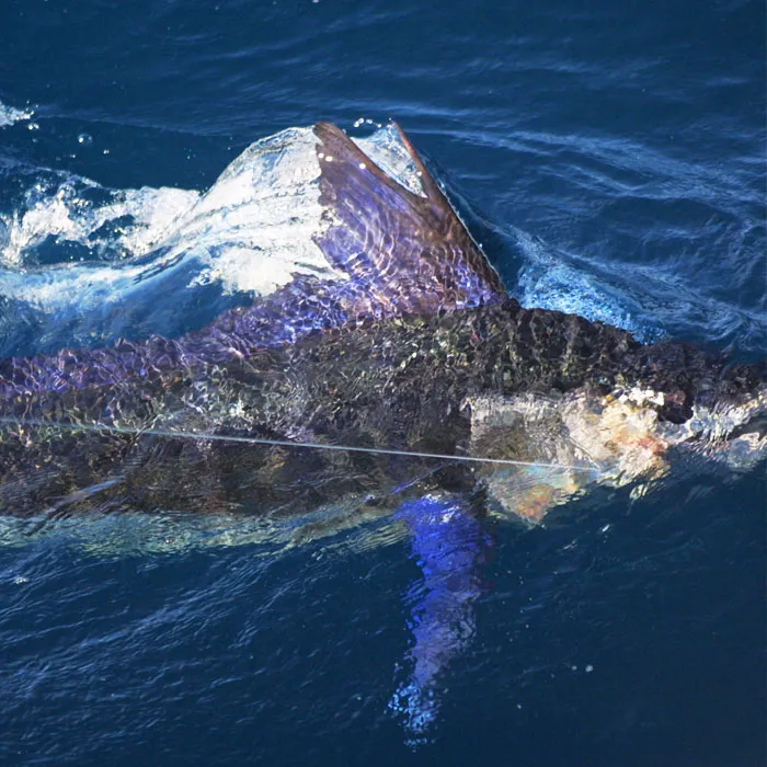 South Coast Marlin