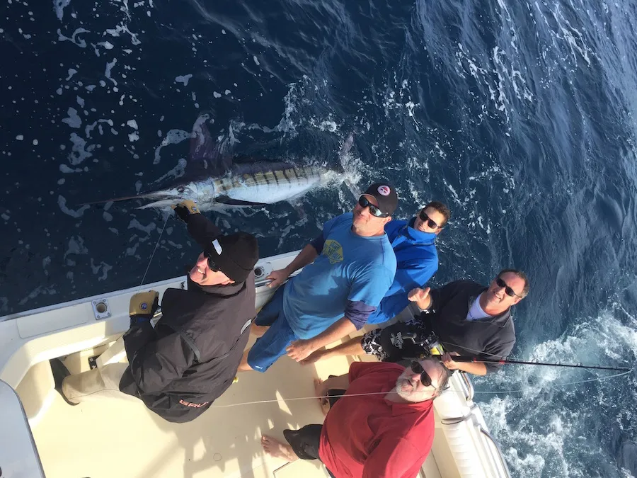 Striped Marlin 5