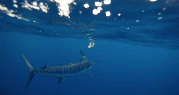 Underwater Striped Marlin 2