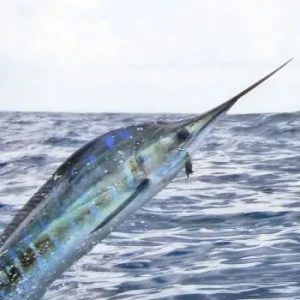 Marlin Fishing Charters Pibg8ztvvfufpuwtaf1g6b1cyljdcs734kk81dfw30 300x300