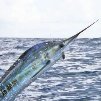 Marlin Fishing Charters Pibg8ztvvfufpuwtaf1g6b1cyljdcs734kk81dfw30