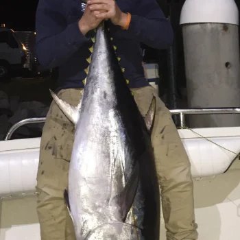 southern-bluefin-tuna-11