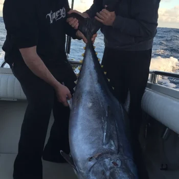 southern-bluefin-tuna-4