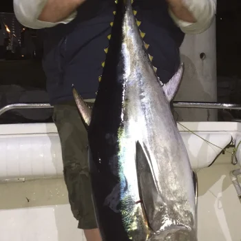southern-bluefin-tuna-9
