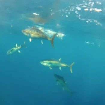 underwater-bluefin